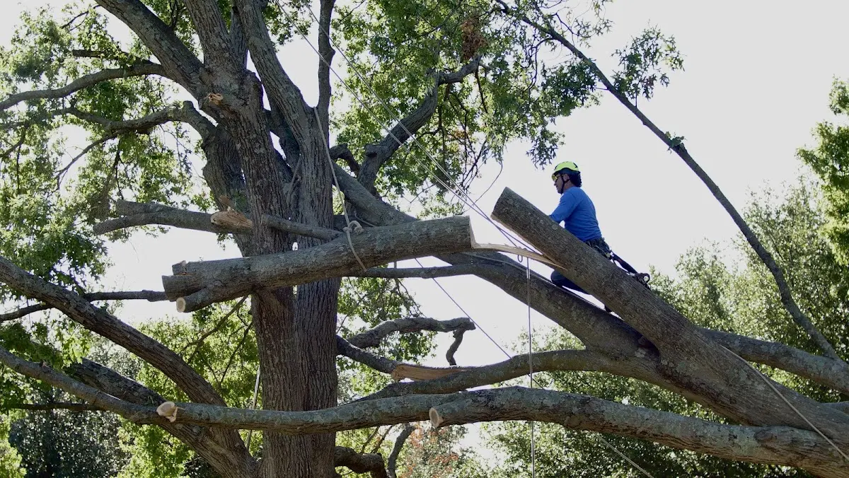 Professional Crown Thinning performed by certified arborists in Kensington