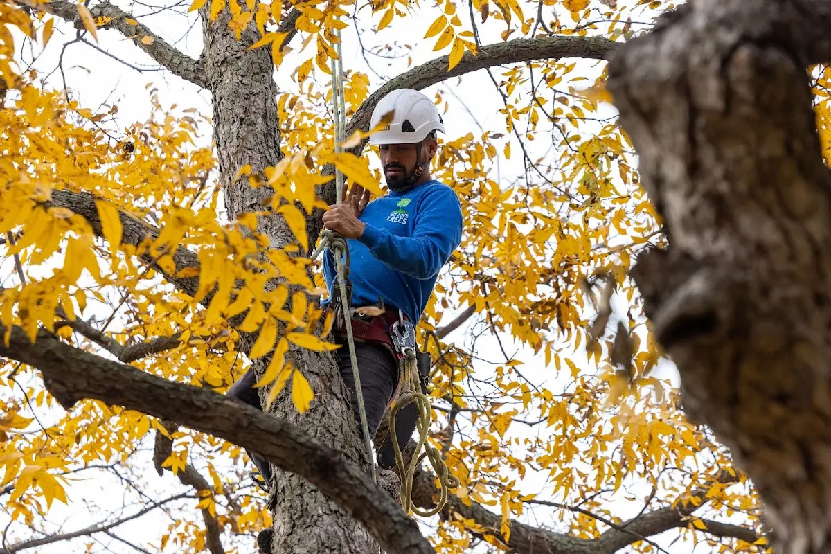 Skilled Tree Trimming crew working in Kensington